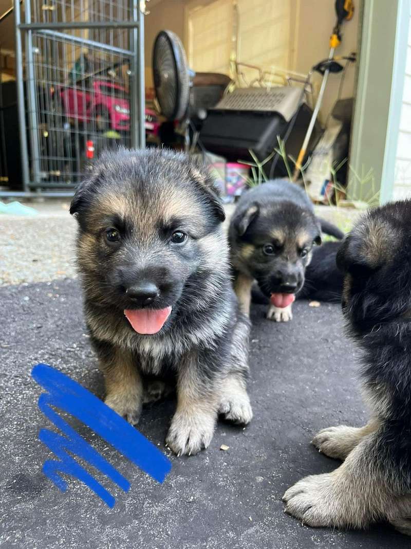 German Shepherd Puppies for Sale in Tennessee