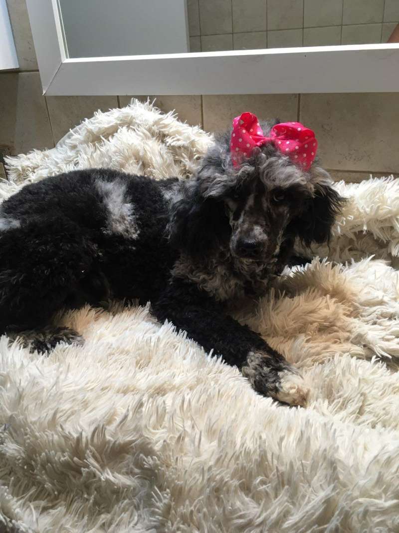 Medium Miniature Poodle Puppies for Sale