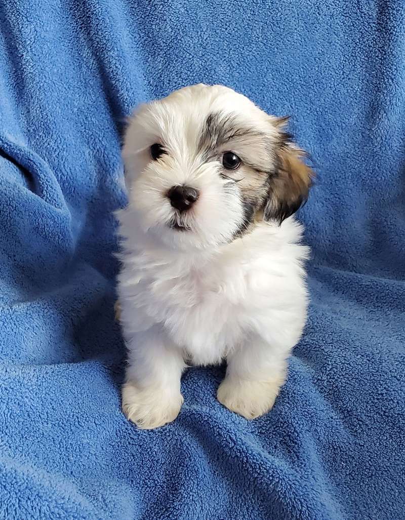 Dogs in Ottumwa Iowa