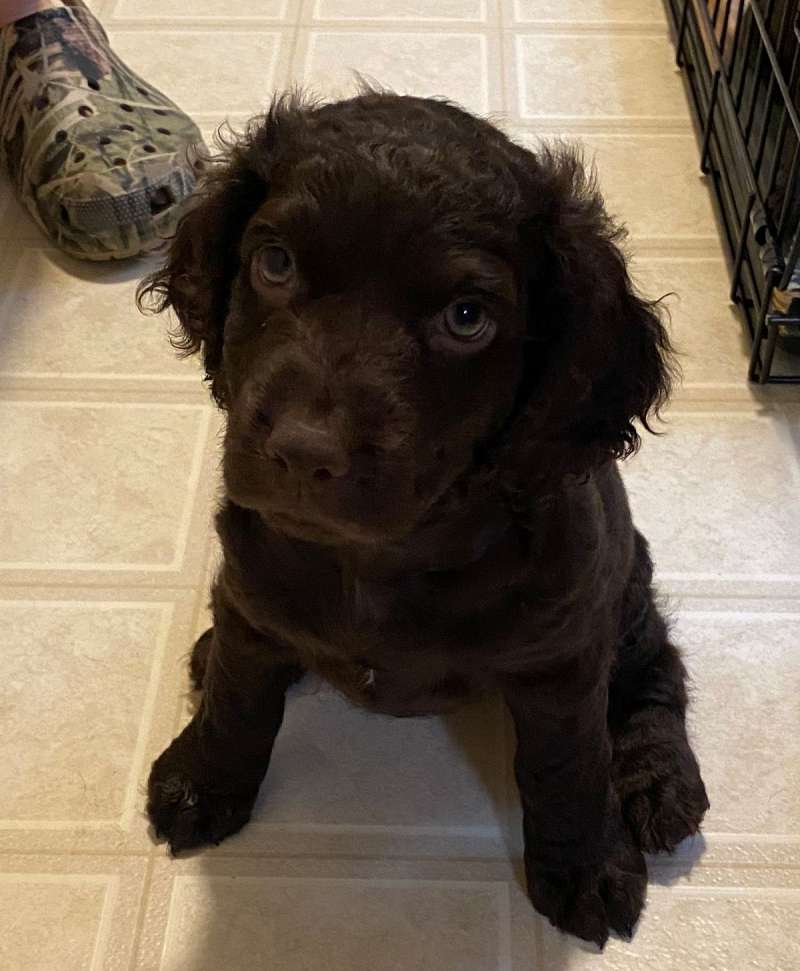 Boykin Spaniel Puppies for Sale in South Carolina