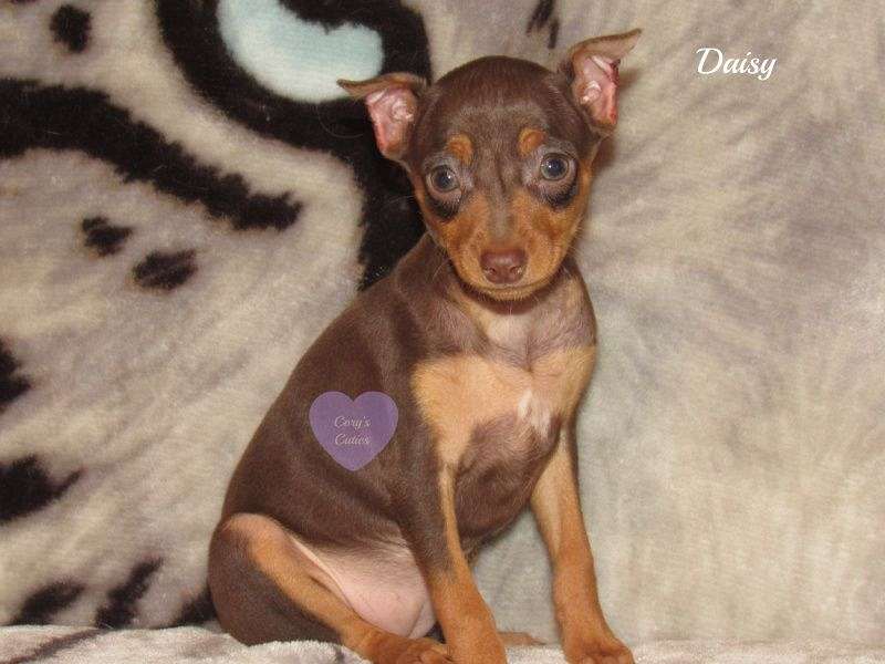 Female Miniature Pinscher Puppies for Sale