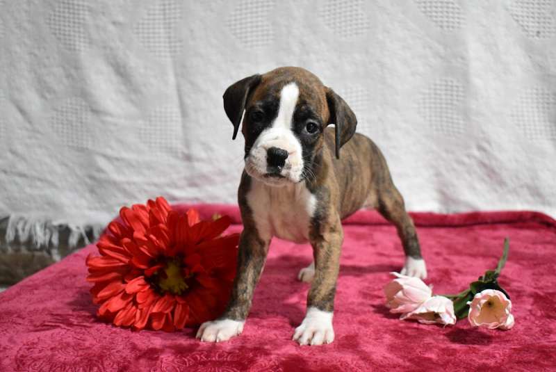 Boxer Puppies for Sale