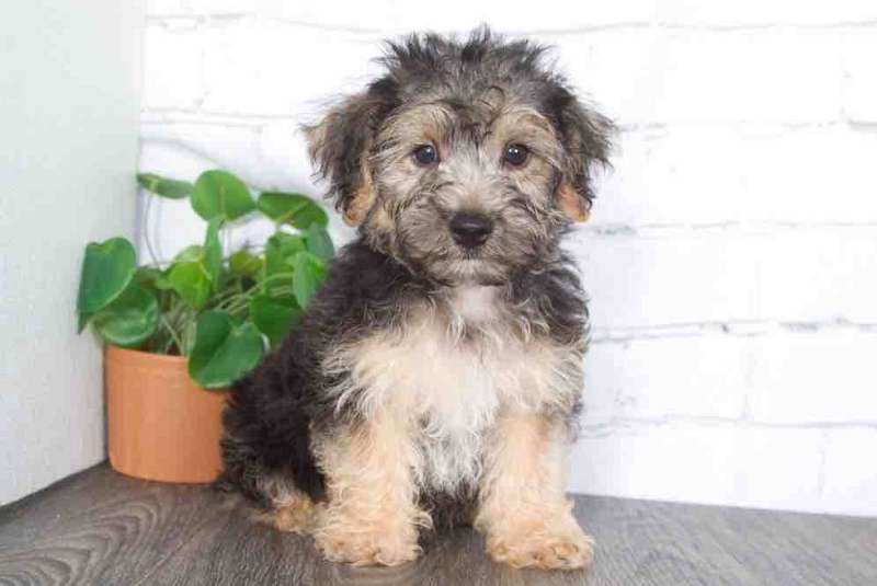 Yorkie Puppies for Sale in Pennsylvania