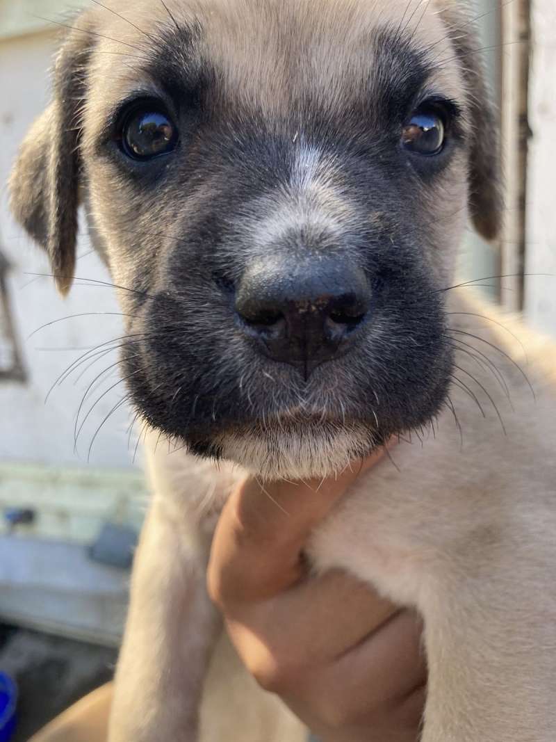 Cane Corso Puppies for Sale in Colorado