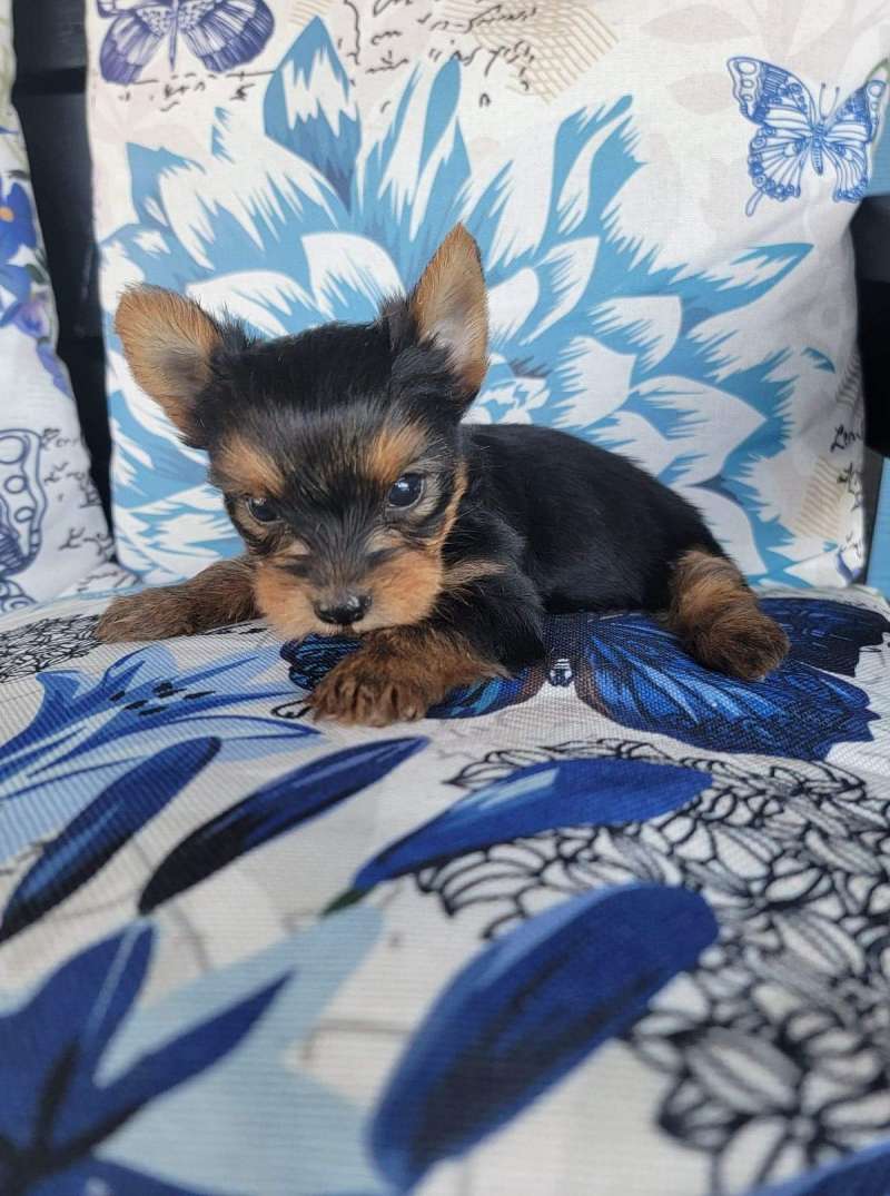Yorkie Puppies for Sale in South Carolina