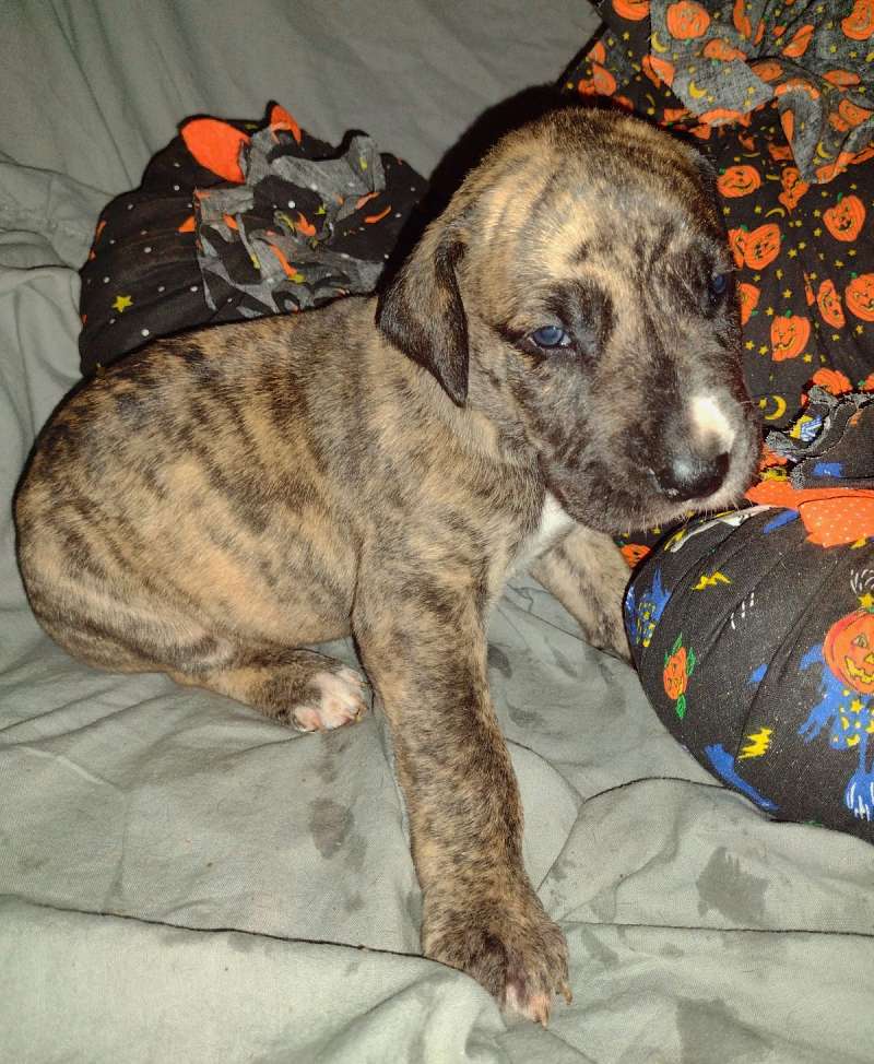 Brindle Great Dane Puppies for Sale