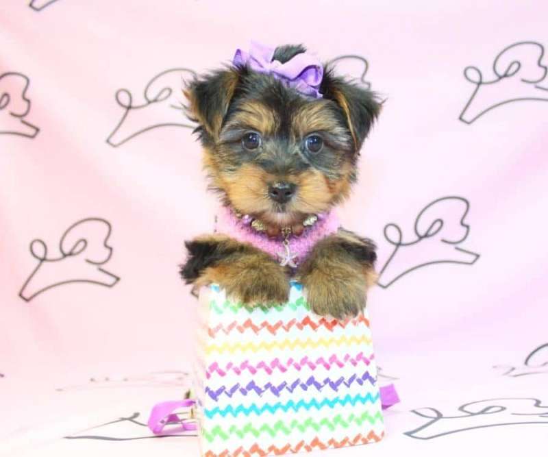 Toy Yorkie Puppies for Sale