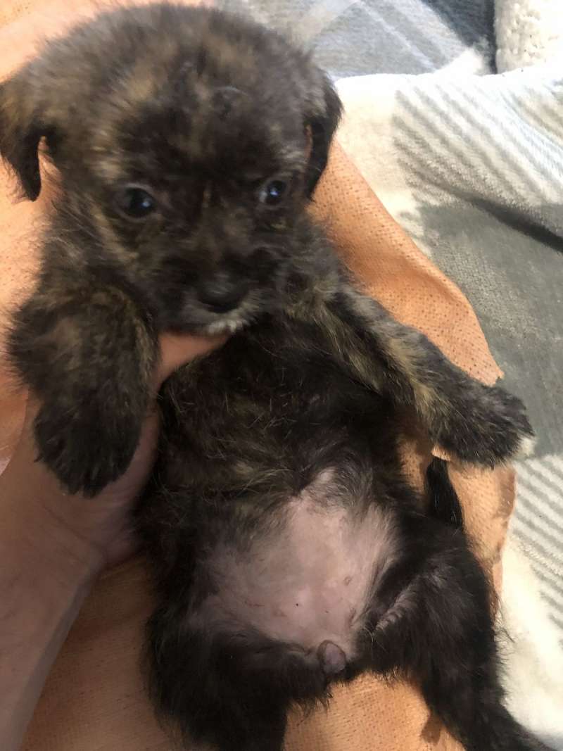 Puppies for Sale in New Jersey