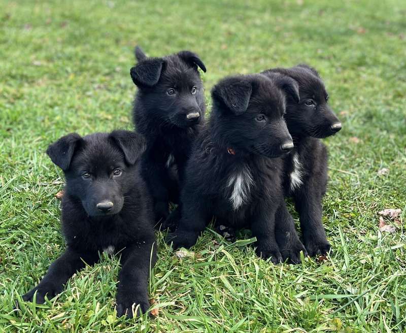Puppies for Sale in West Virginia