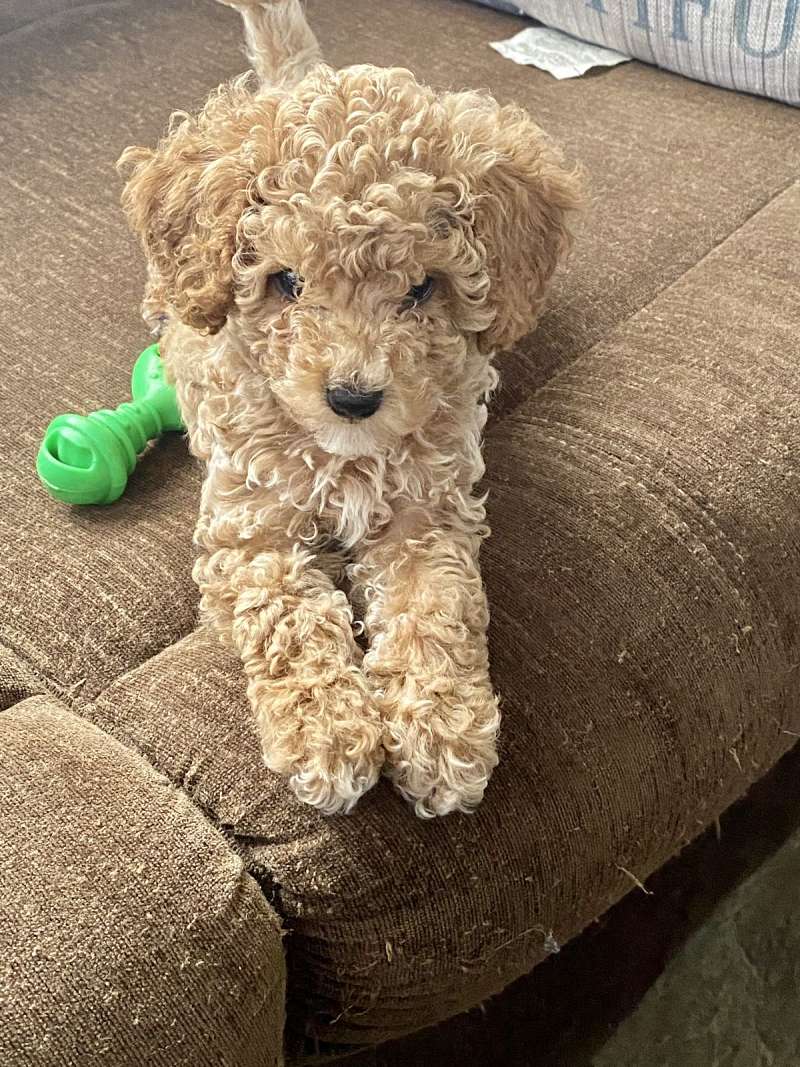 Toy Poodle Puppies for Sale in Florida