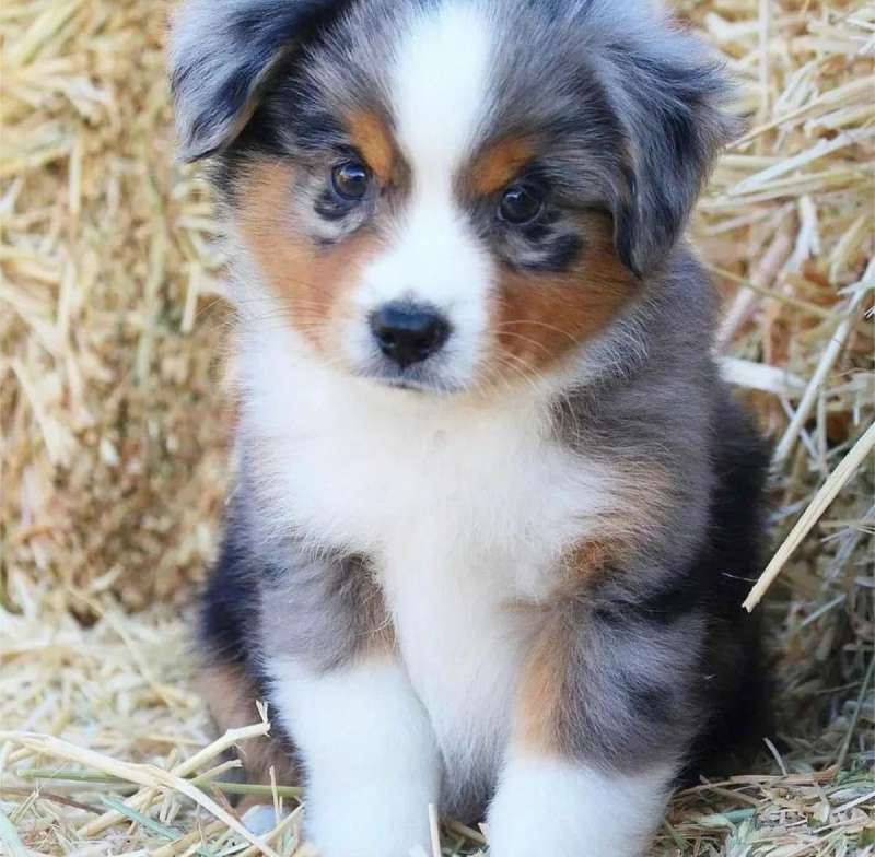 Female Australian Shepherd Puppies for Sale