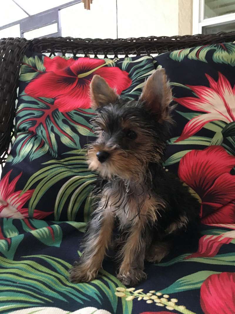 Toy Boston Terrier Puppies for Sale