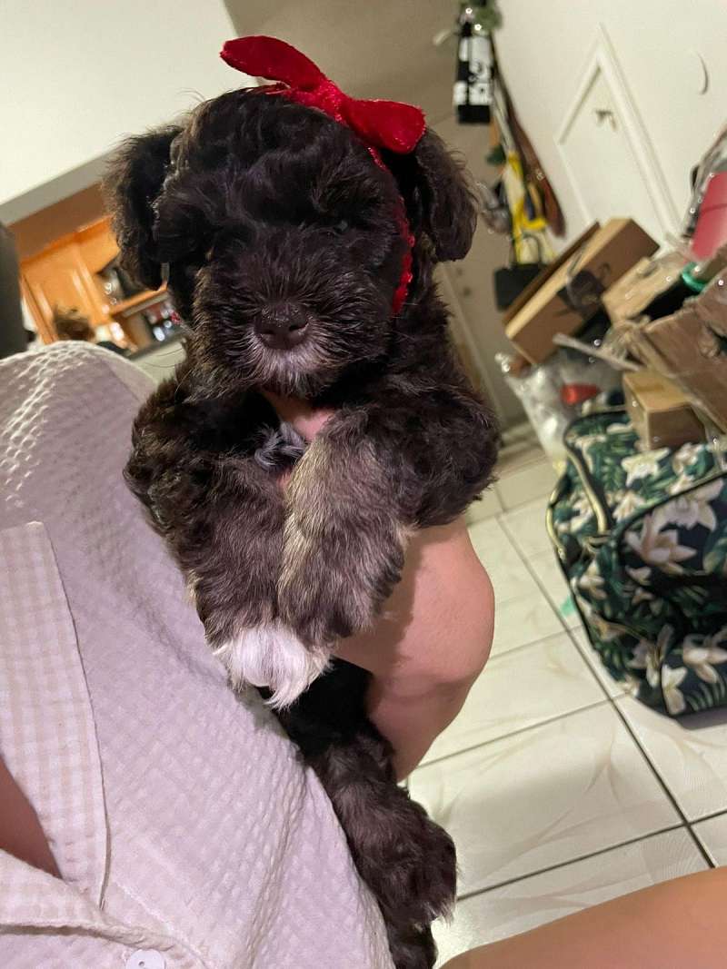 Mini Australian Shepherd Puppies for Sale in Florida