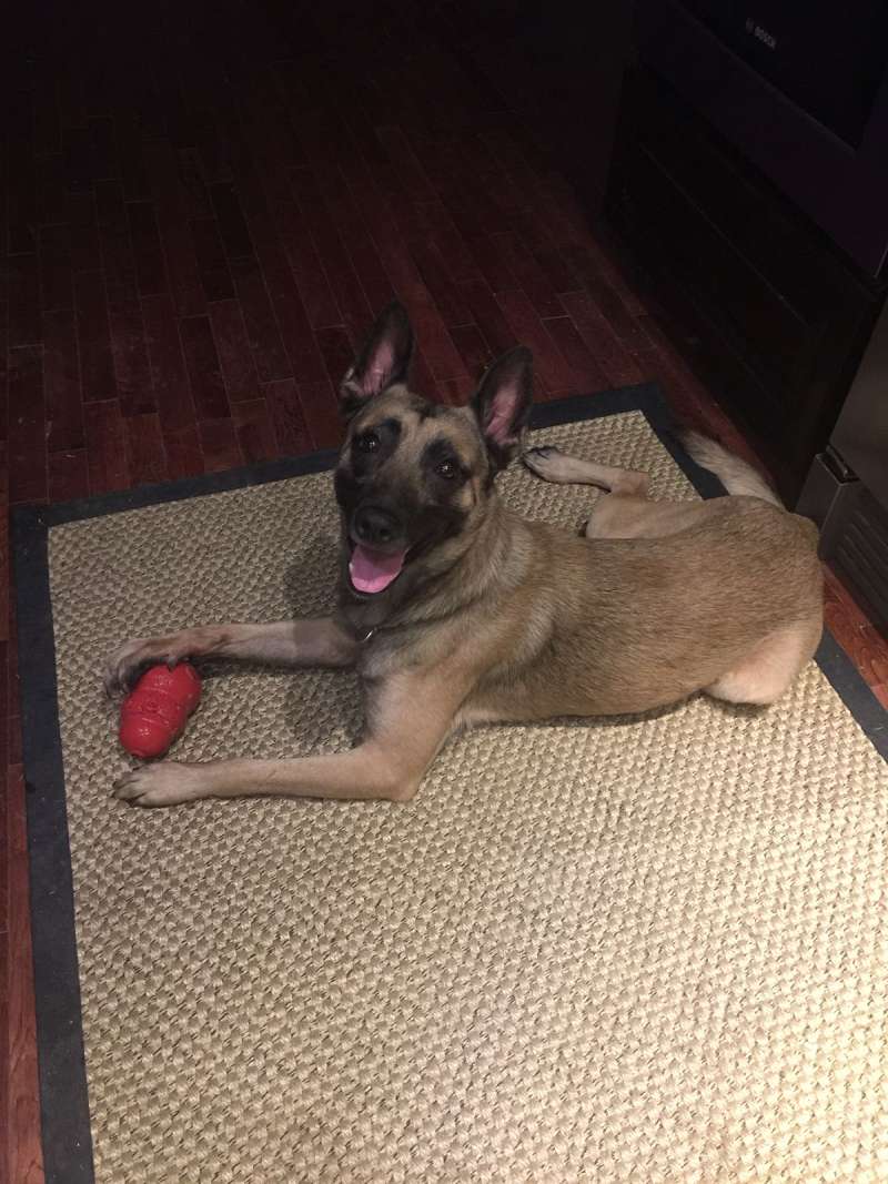 Puppies for Sale in Texas