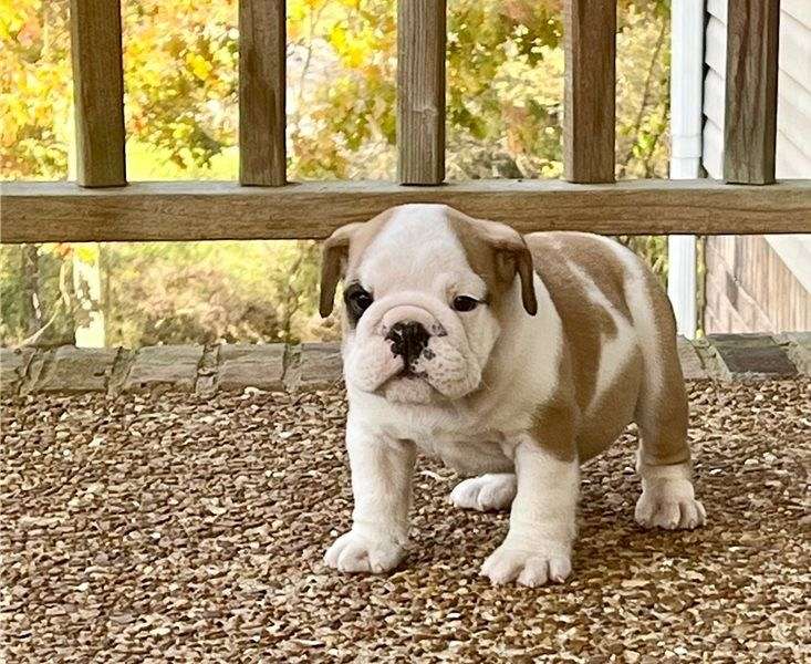 Mixed Boston Terrier Puppies for Sale