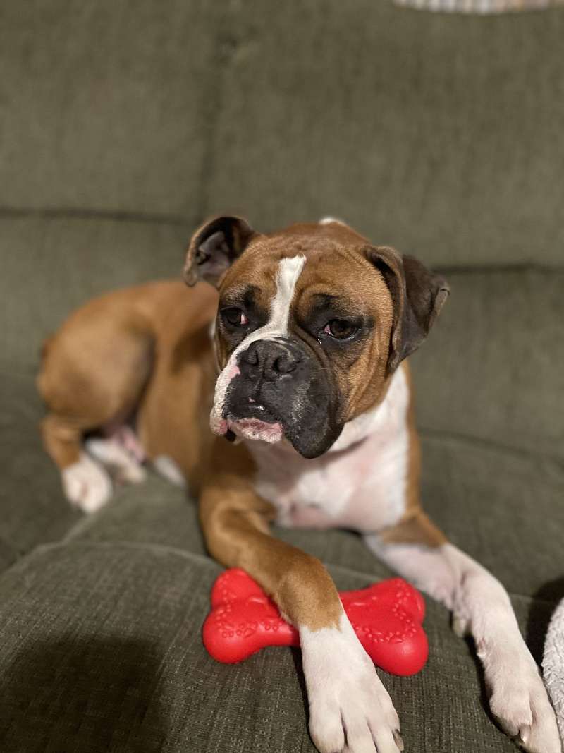 Dogs in Middletown Indiana