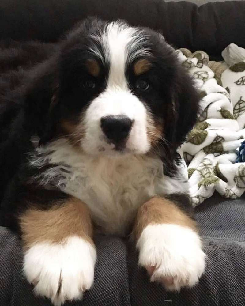 Mixed Bernese Mountain Dog Puppies for Sale