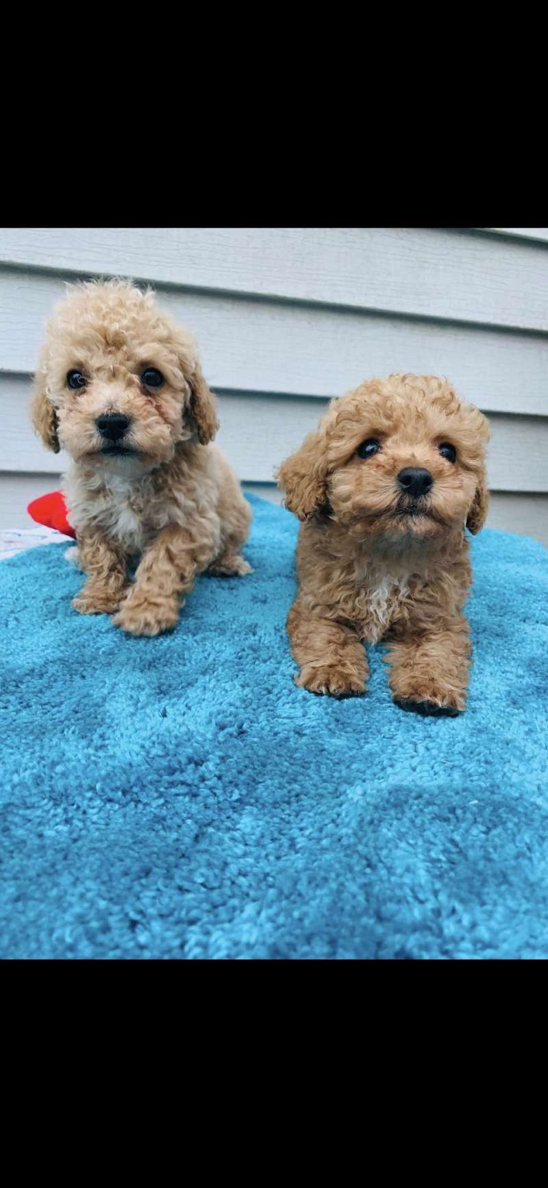 Toy Poodle Puppies for Sale in North Carolina