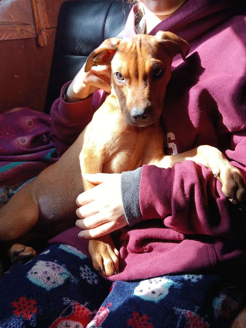 Puppies for Sale in Maine