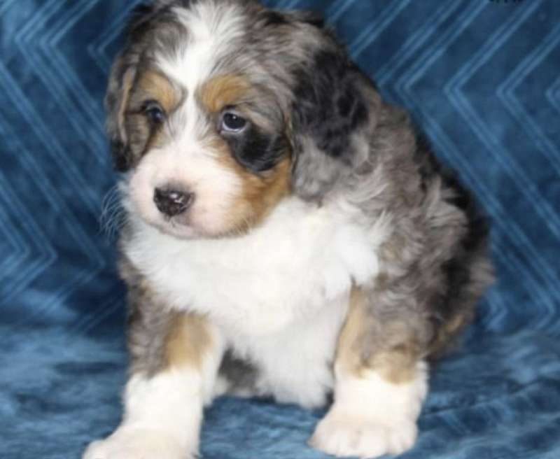 Dogs in Columbus Ohio