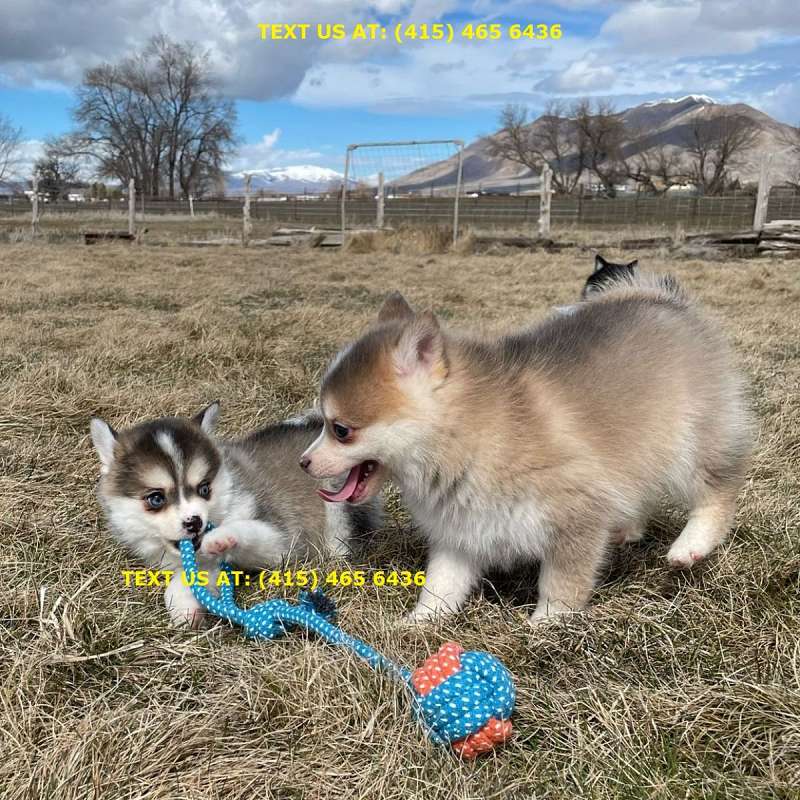 Dogs in Houston Texas