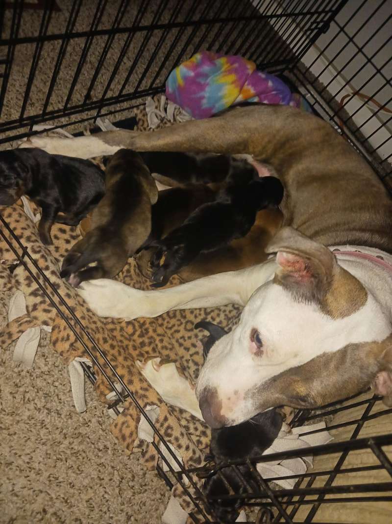 Dogs in Topeka Kansas