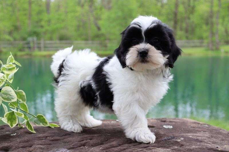 Female Shih Poo Puppies for Sale