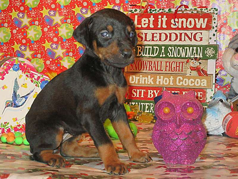 Doberman Puppies for Sale in Kentucky