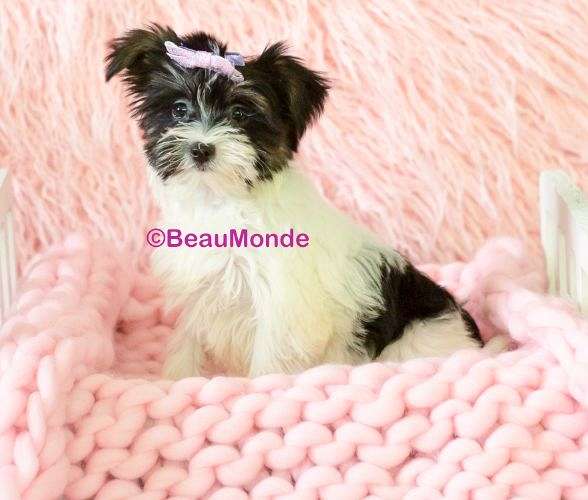 Puppies for Sale in West Virginia