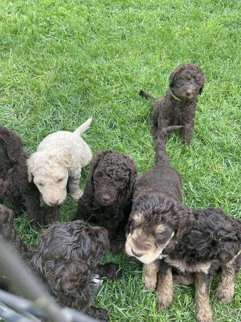 Puppies for Sale in Vermont