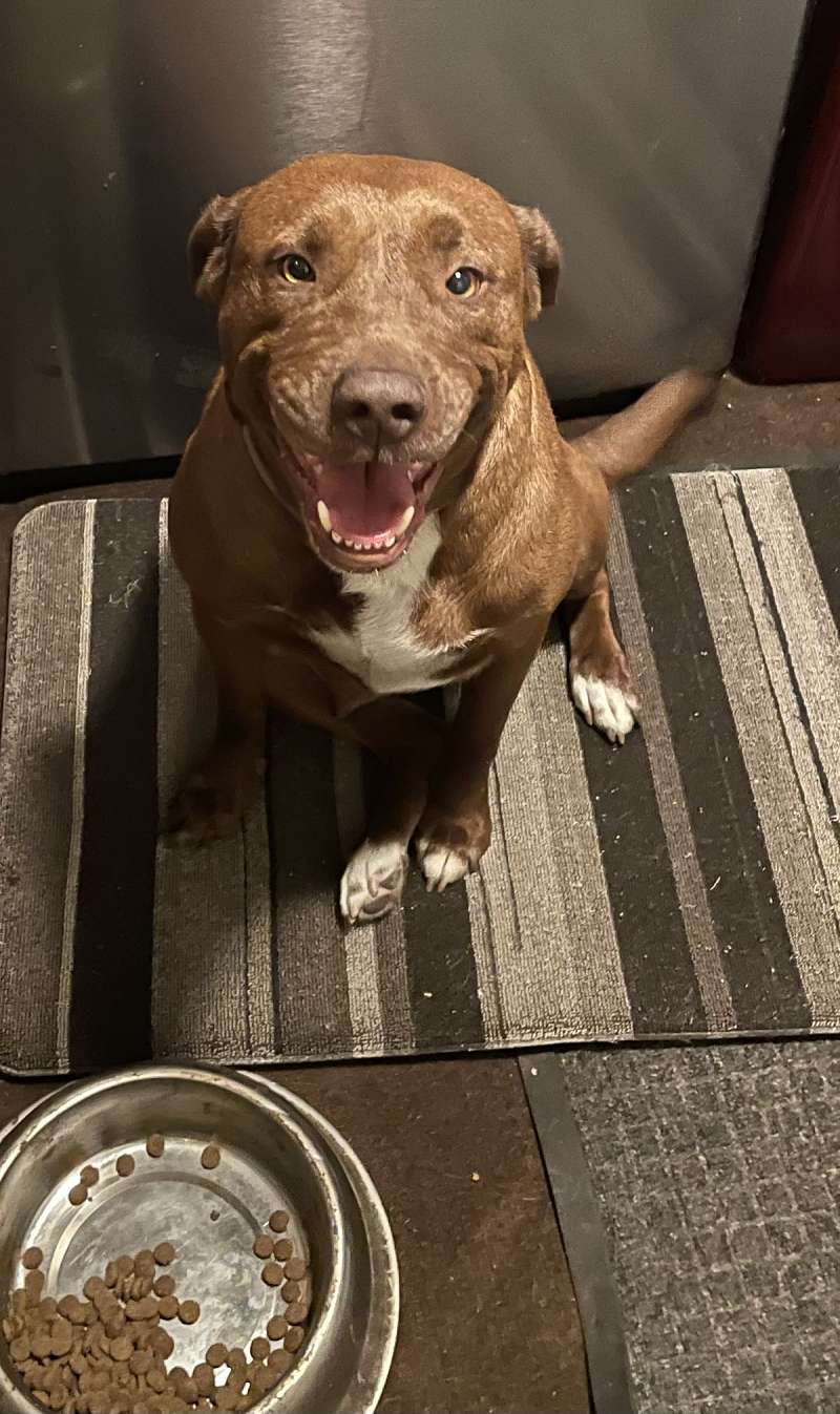 Dogs that are Free to a Good Home