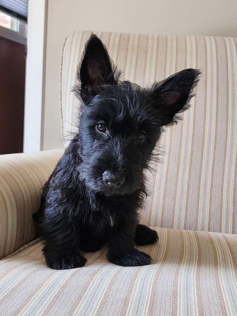Small Puppies for Sale in Alabama
