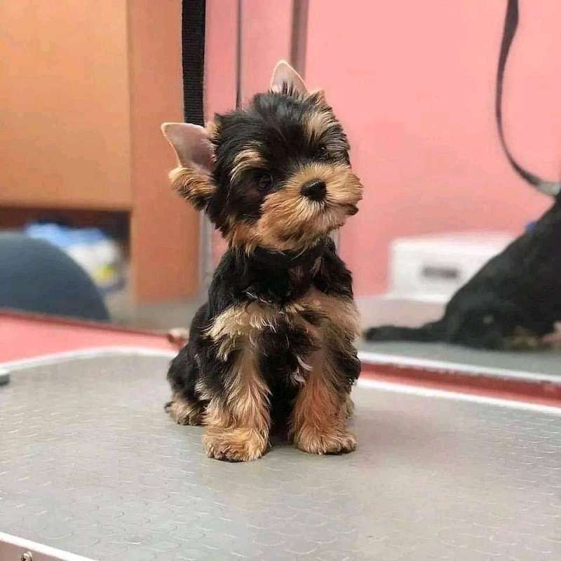 Yorkie Puppies for Sale in Virginia