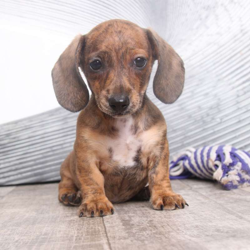 Brindle Dachshund Puppies For Sale