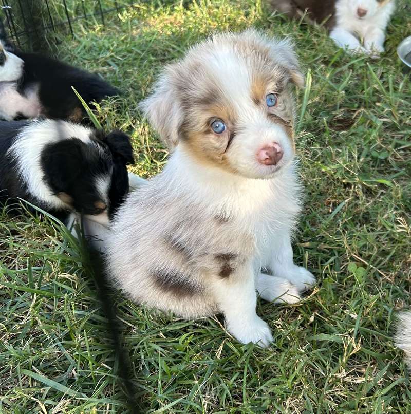 Standard Australian Shepherd Puppies for Sale