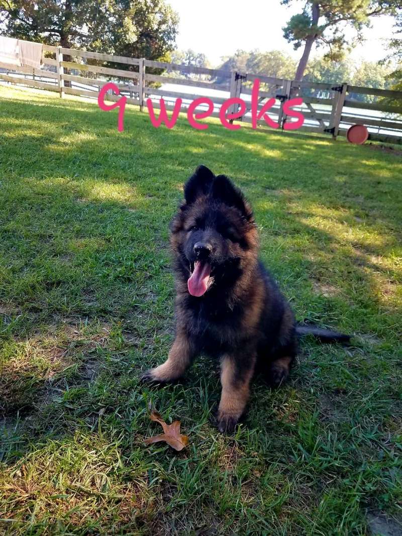 Sable German Shepherd Puppies for Sale