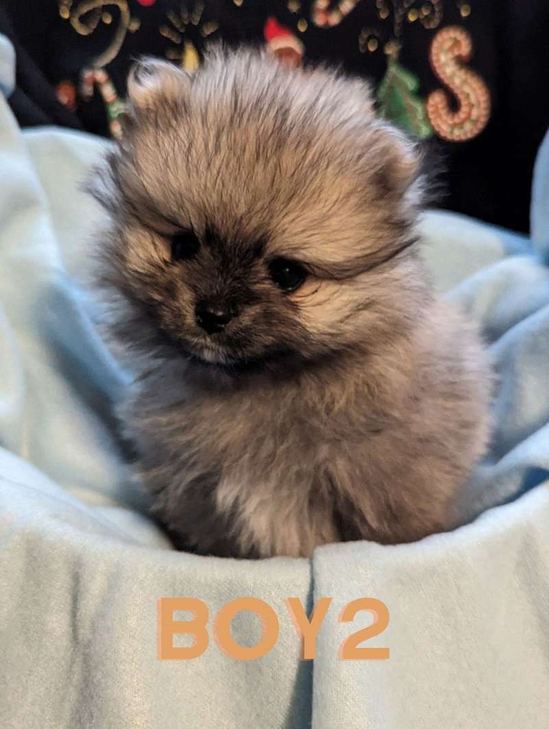 Dogs in Shipshewana Indiana