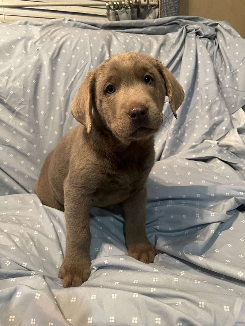 Puppies for Sale in MN