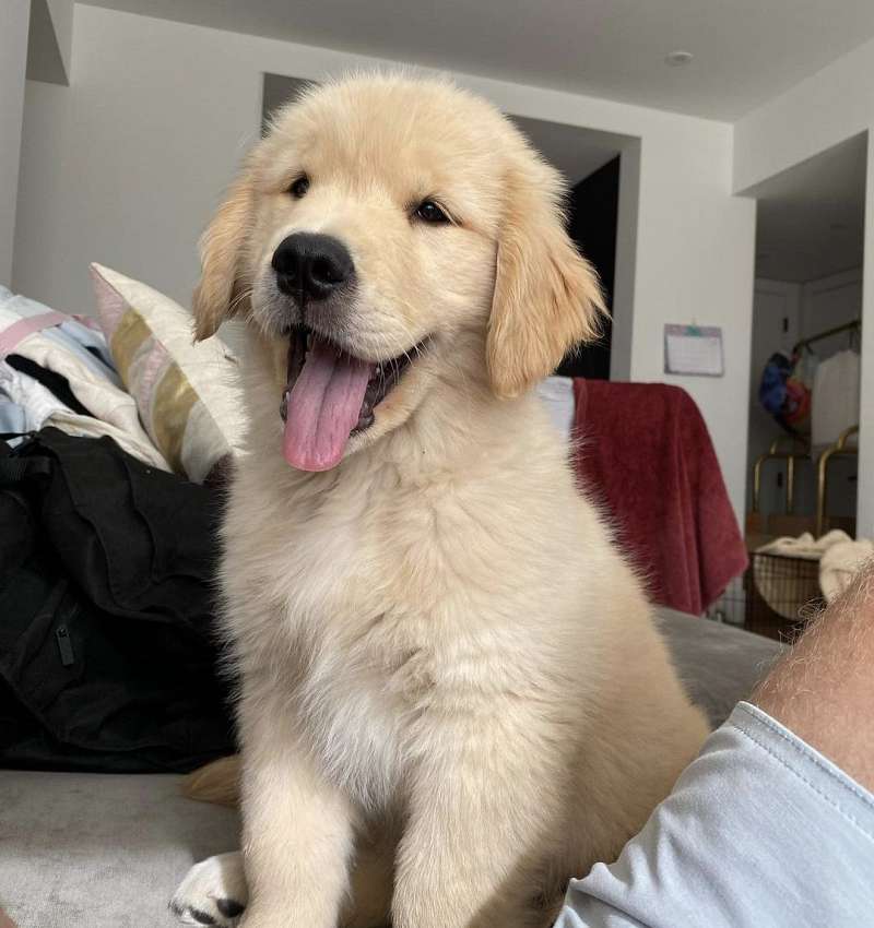 Dogs in Houston Texas